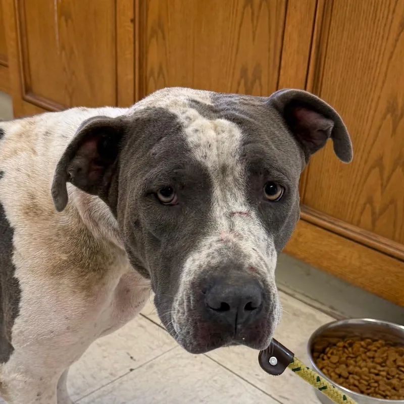 An adult medium-sized female White / Cream Pit Bull Terrier dog named Pansy for adoption in Jacksonville, AR