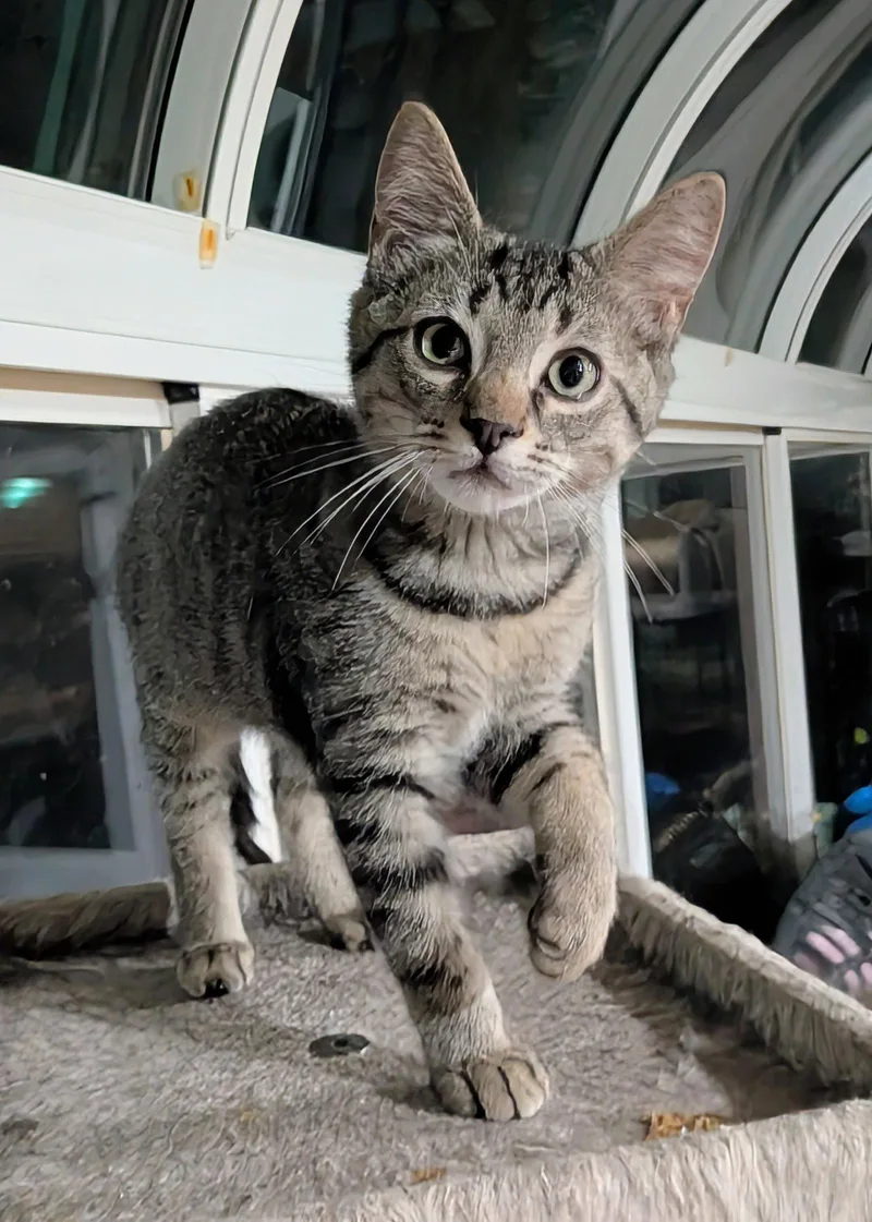 A baby medium-sized male Black Tabby cat named Endor for adoption in MONTGOMERY, TX