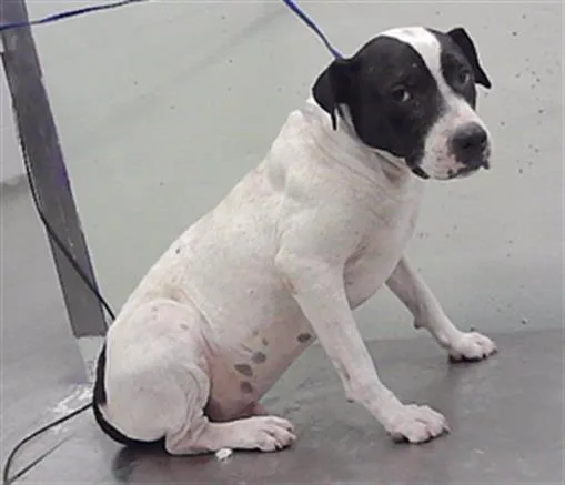 An adult medium-sized male Staffordshire Bull Terrier dog named Spotty for adoption in Houston, TX