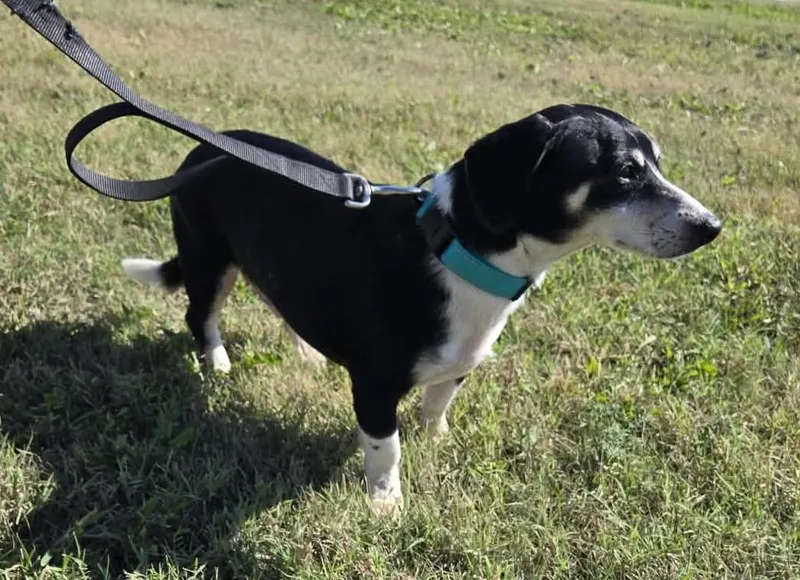 A senior small-sized male Dachshund dog named Cookie for adoption in Larned, KS