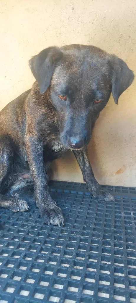 A young medium-sized female Mixed Breed dog named Delores for adoption in Cartersville , GA