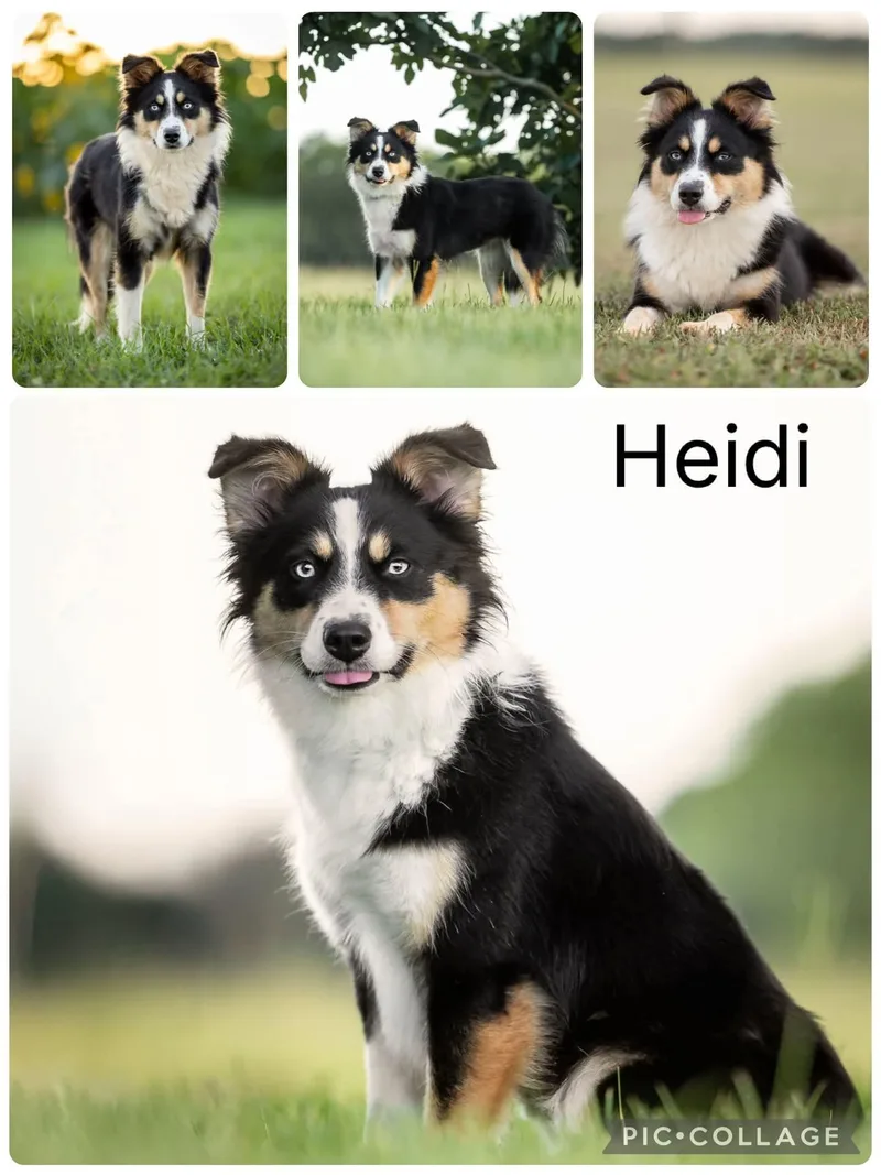 A young small-sized female Australian Shepherd dog named Heidi for adoption in Enterprise, AL