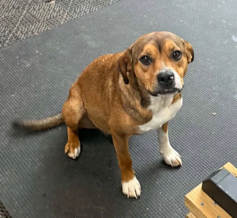 An adult medium-sized female Shepherd dog named Baby girl for adoption in Columbus, IN