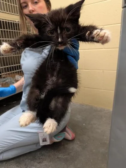 A baby small-sized male Domestic Short Hair cat named Cosmo for adoption in Independence, MO