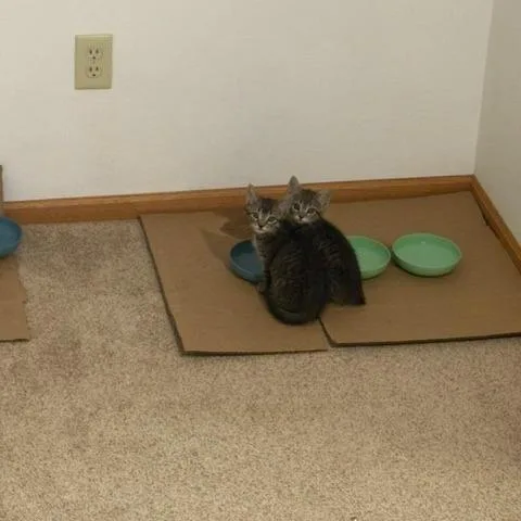 A baby small-sized female Domestic Medium Hair cat named Alex C for adoption in Princeton, MN