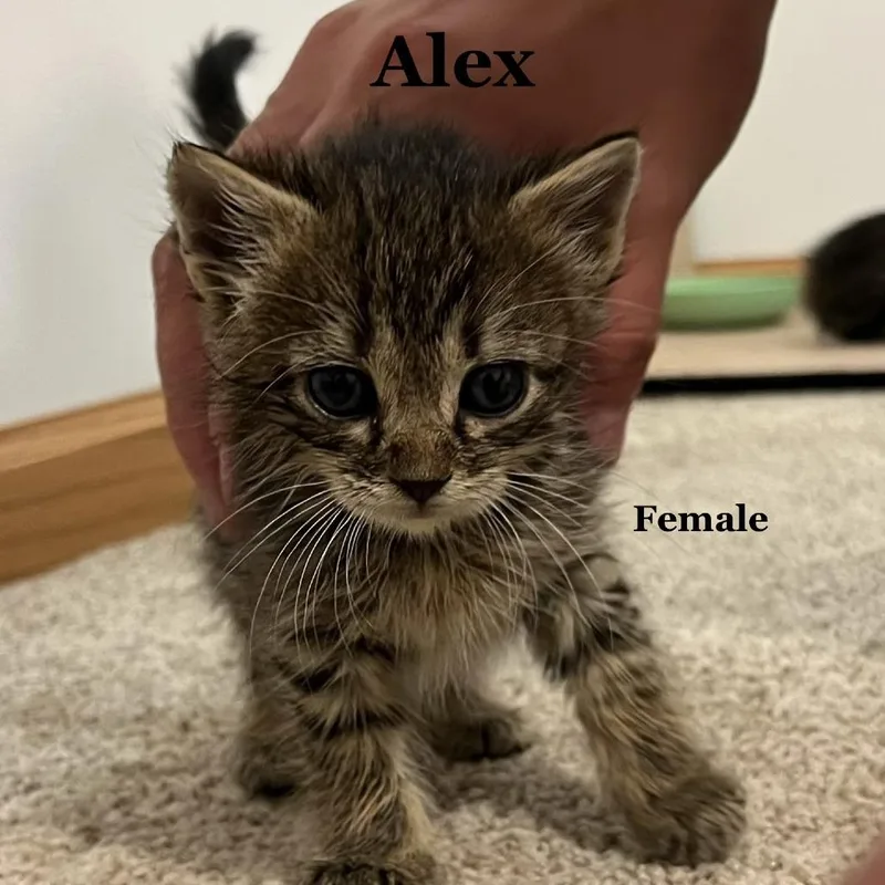 Alex C thumbnail 4