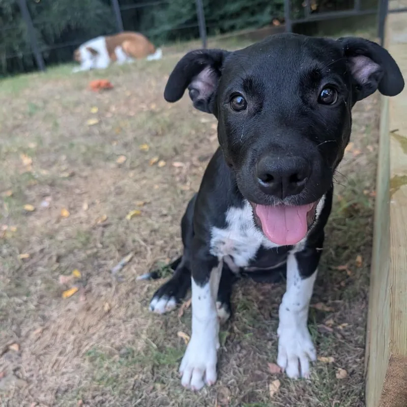 A baby medium-sized male Black Pit Bull Terrier dog named Jude D for adoption in Minnetonka, MN