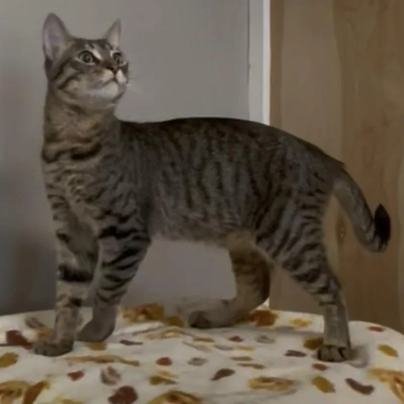 A young medium-sized male Domestic Short Hair cat named Luigi for adoption in Petaluma, CA