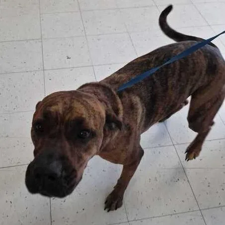 An adult large-sized female Brown / Chocolate Mixed Breed dog named Jojo for adoption in Davenport, IA