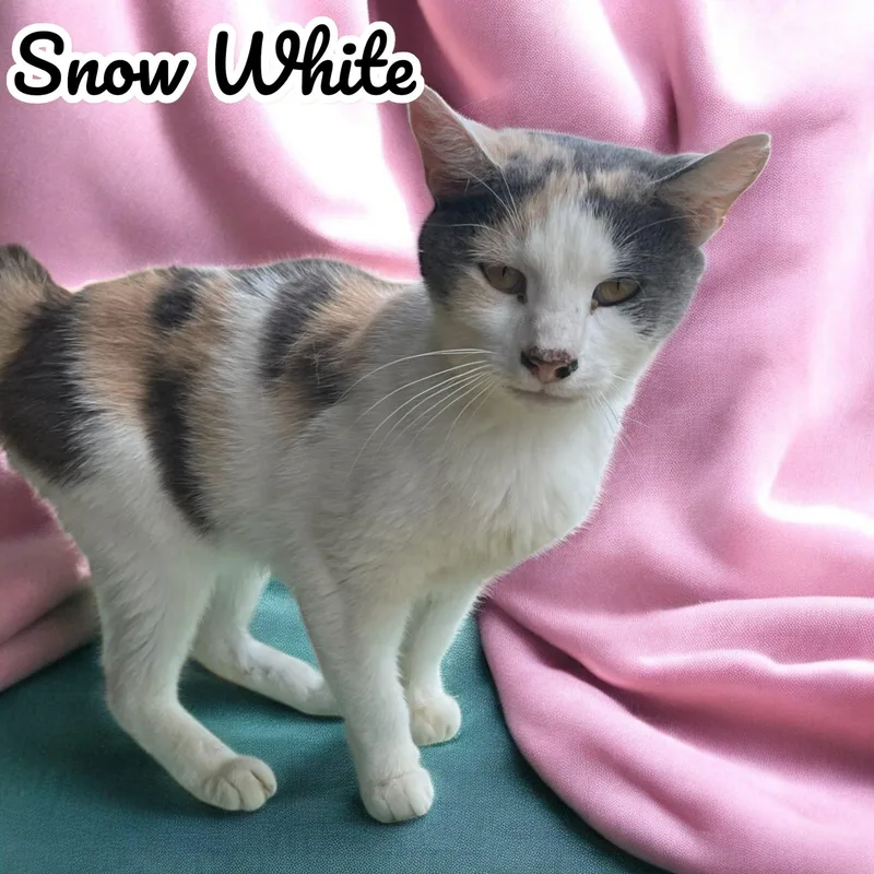 Snow White  Nc thumbnail 3