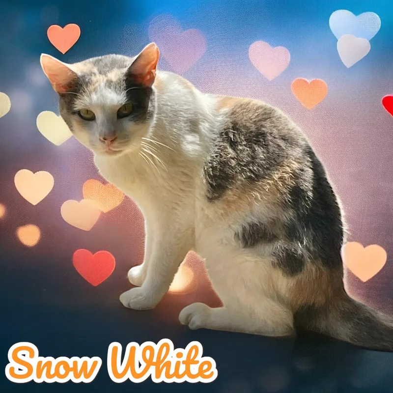 Snow White  Nc thumbnail 4