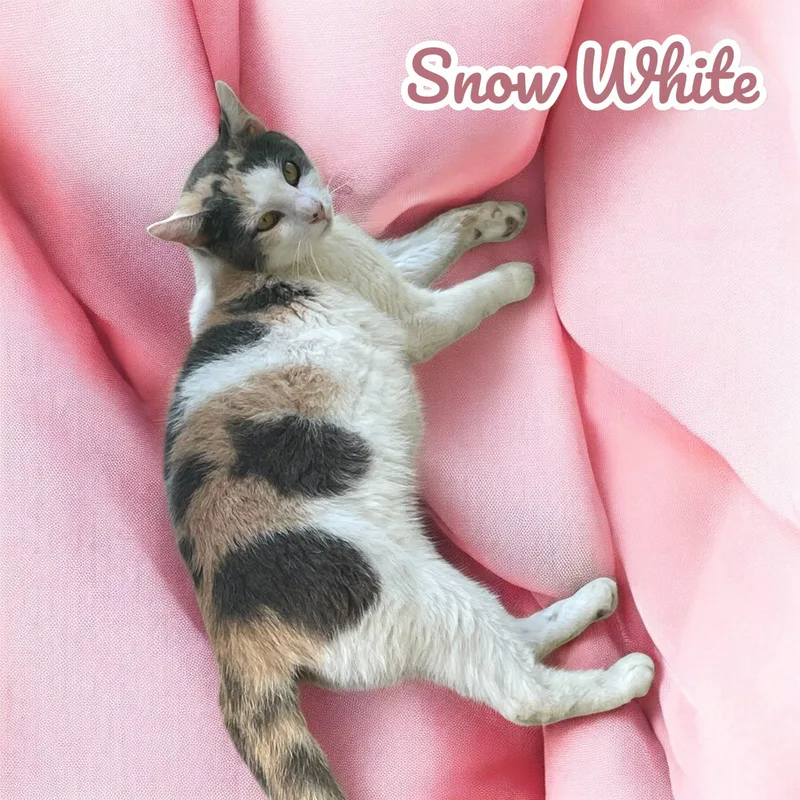 Snow White  Nc thumbnail 5