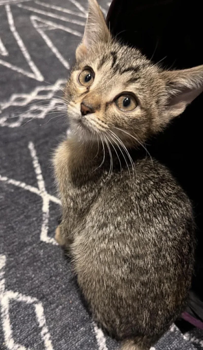 A baby small-sized male Domestic Short Hair cat named Sicily for adoption in Lockport, IL