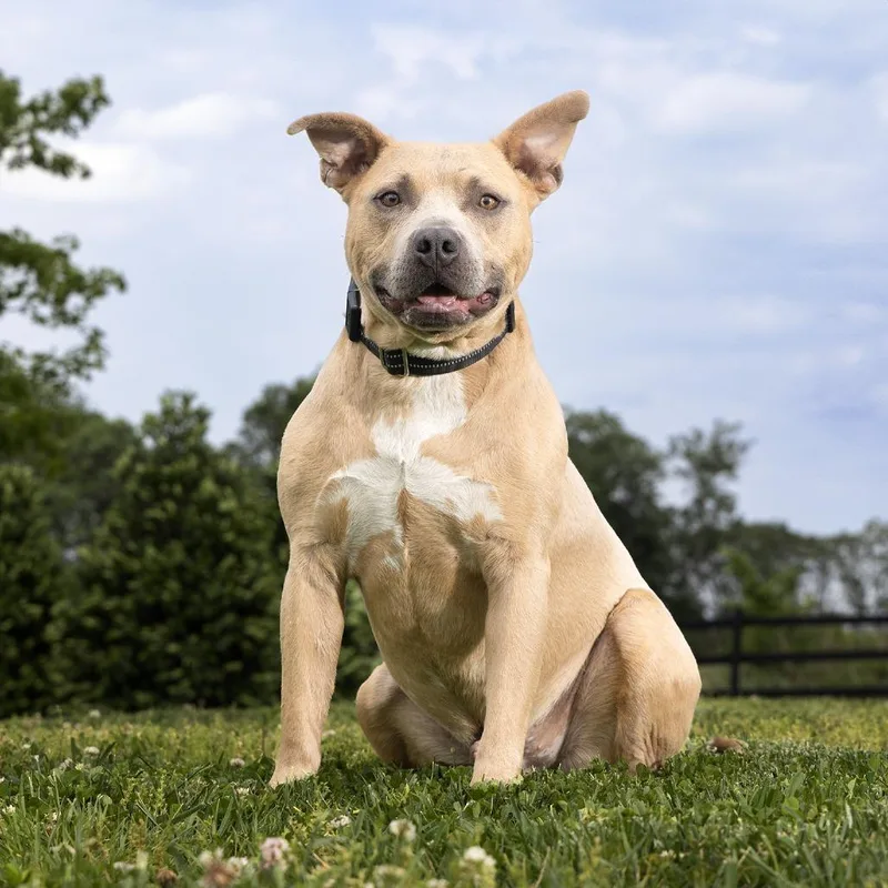 An adult large-sized male Yellow / Tan / Blond / Fawn Mixed Breed dog named Buck for adoption in Franklin, TN