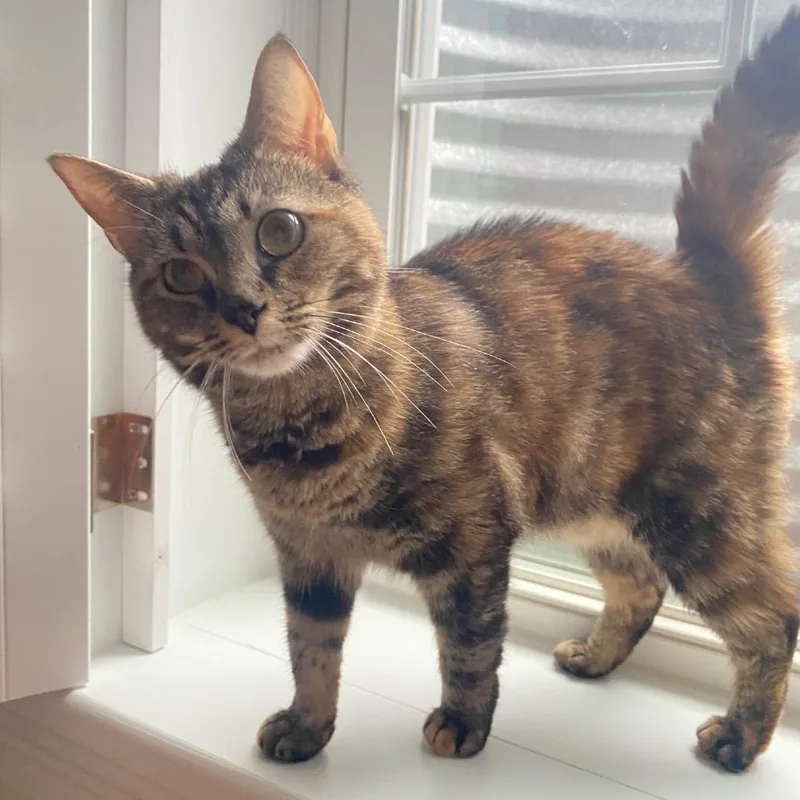 An adult small-sized female Torbie Domestic Short Hair cat named Lisa for adoption in Falls Church, VA