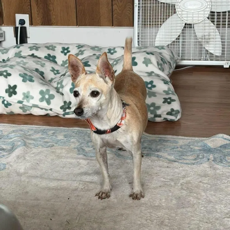 An adult small-sized female Yellow / Tan / Blond / Fawn Chihuahua dog named Pumpkin for adoption in Yaphank, NY