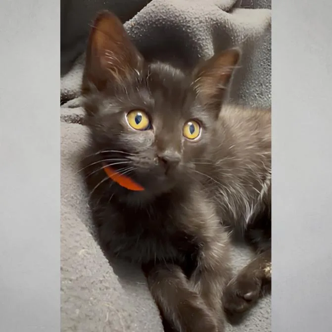 A baby small-sized female Black Domestic Short Hair cat named Piccolo for adoption in Wichita, KS