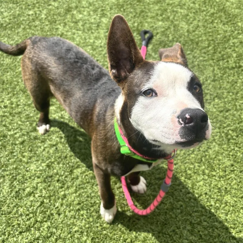 A baby medium-sized male Black Mixed Breed dog named Tyson for adoption in Washington Township, OH