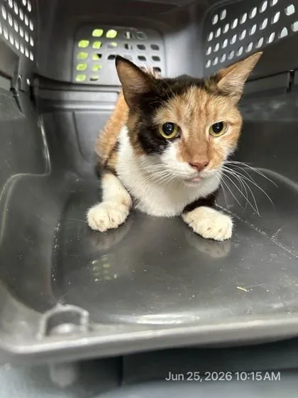 An adult medium-sized female American Shorthair cat named Patches for adoption in West Chester, PA