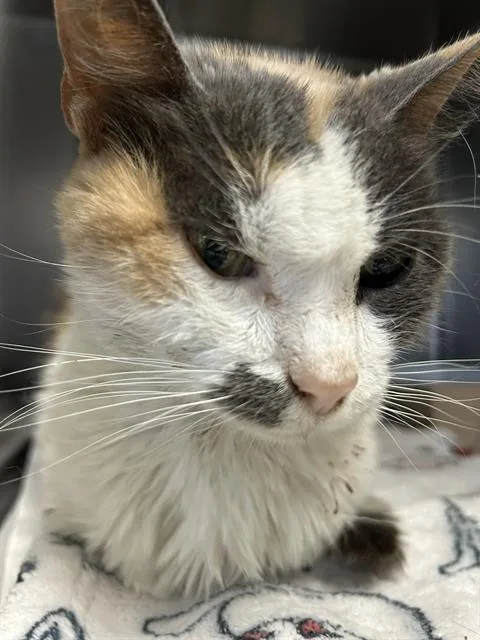 A young medium-sized female Domestic Short Hair cat named Lulu for adoption in San Antonio, TX