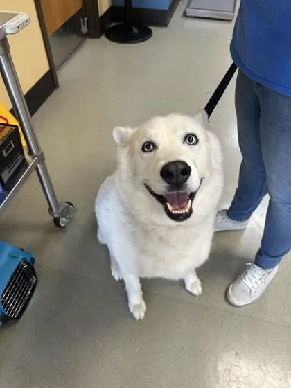 An adult large-sized male Husky dog named Ghost for adoption in Merriam, KS