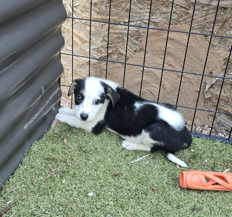 A baby medium-sized female Australian Cattle Dog / Blue Heeler dog named Salem for adoption in Apache Junction, AZ