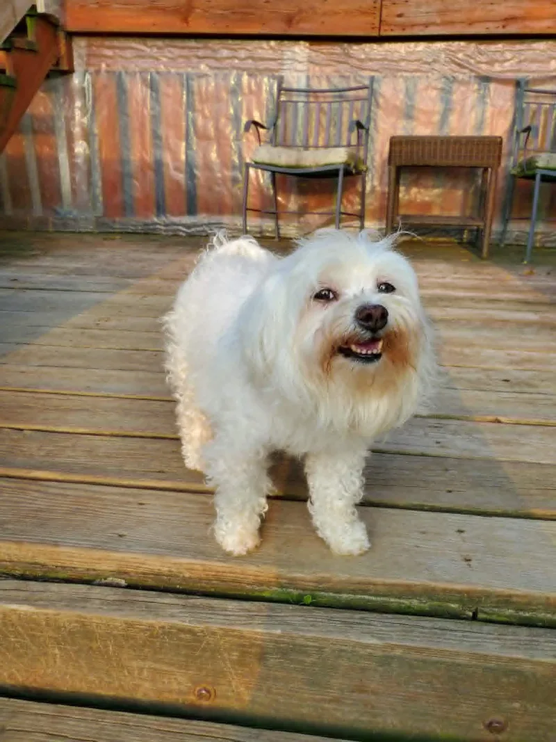 An adult small-sized female White / Cream Yorkshire Terrier dog named Maylee for adoption in Dayton, OH