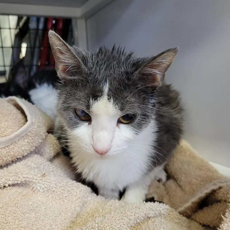 Chicken Nugget thumbnail 2