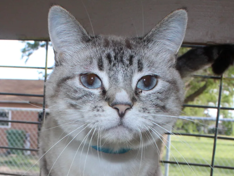 An adult medium-sized female Seal Point Siamese cat named Dewey for adoption in Huron, SD