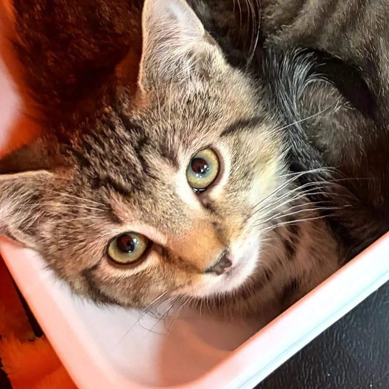 A baby small-sized female Brown / Chocolate Domestic Short Hair cat named Hickory for adoption in Canton, NC