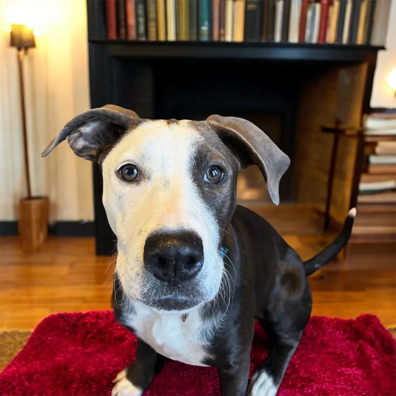 Sylphette Gs thumbnail 2