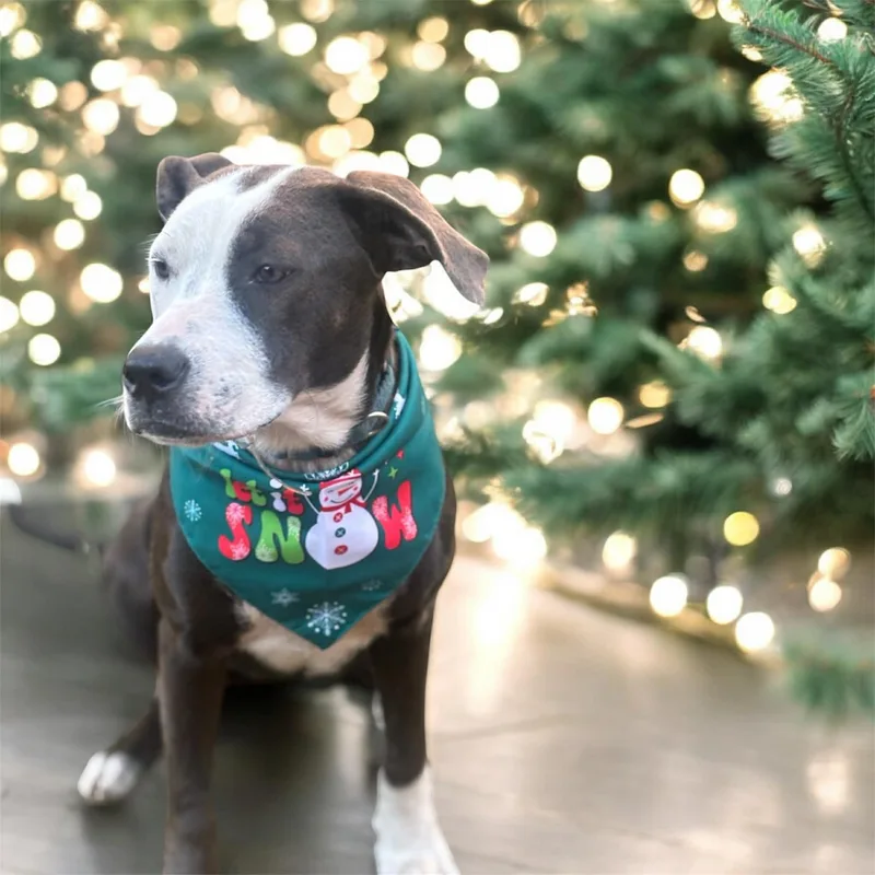 Sylphette Gs thumbnail 3