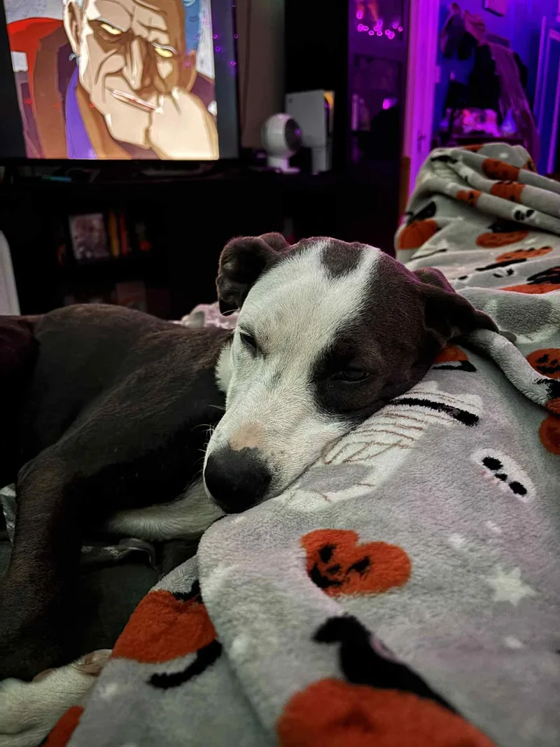 Sylphette Gs thumbnail 4