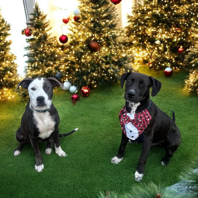 Sylphette Gs thumbnail 5