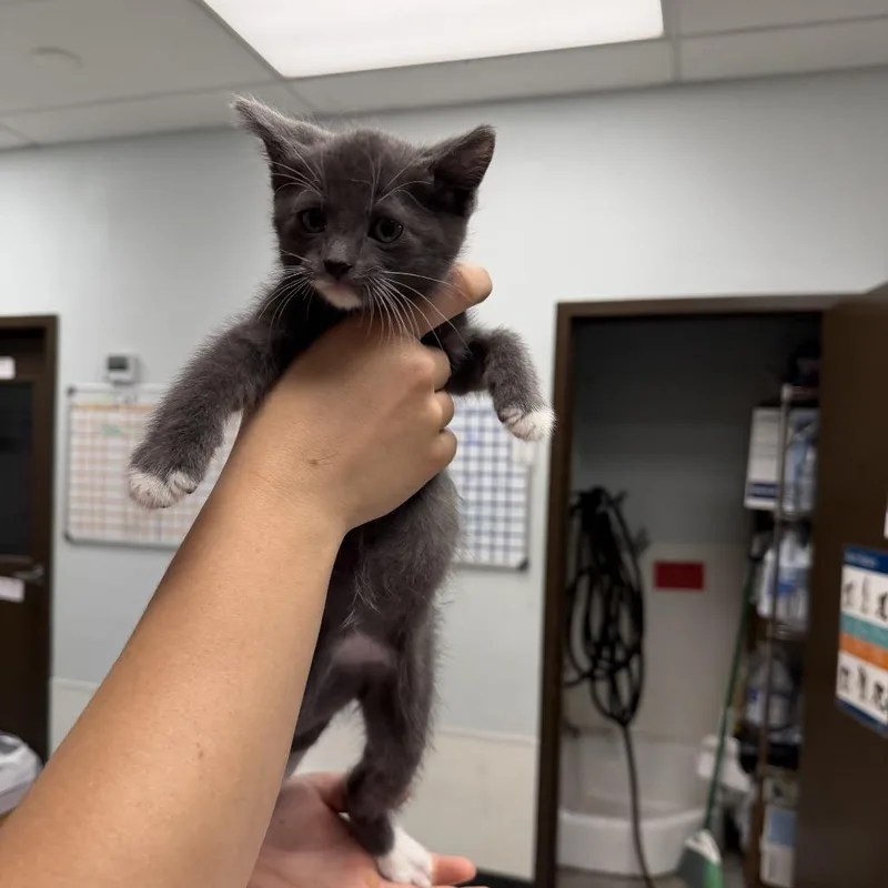 A baby small-sized male Gray / Blue / Silver Domestic Short Hair cat named Pink Floyd for adoption in Durango, CO