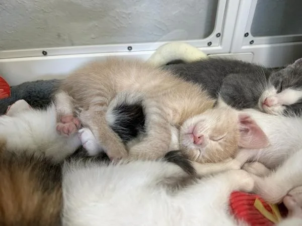A baby small-sized male Domestic Short Hair cat named Hercules for adoption in Austin, TX