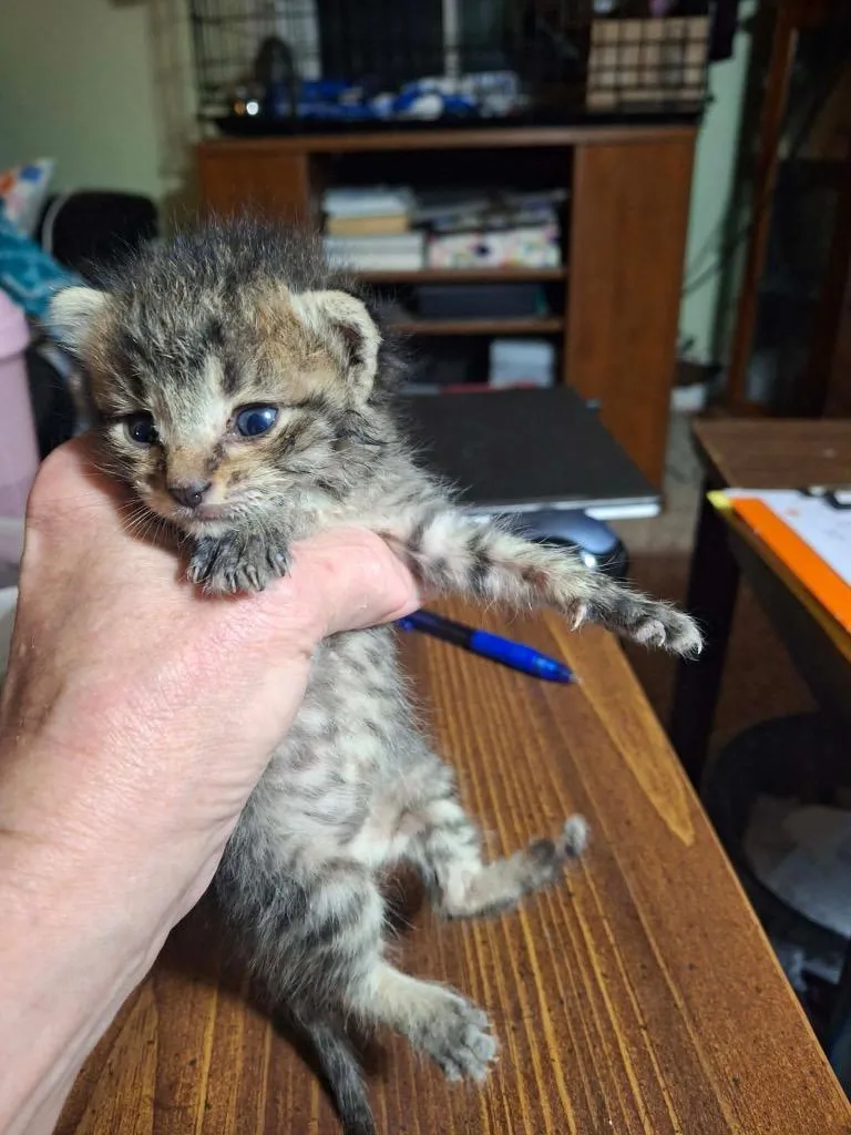 A baby medium-sized male Domestic Short Hair cat named Harris for adoption in Portland, IN