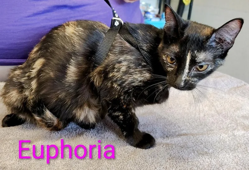 A young small-sized female Domestic Short Hair cat named Euphoria for adoption in Mena, AR