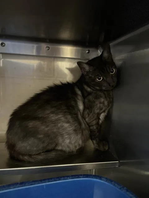 A young small-sized female Domestic Short Hair cat named Gris for adoption in Chula Vista, CA
