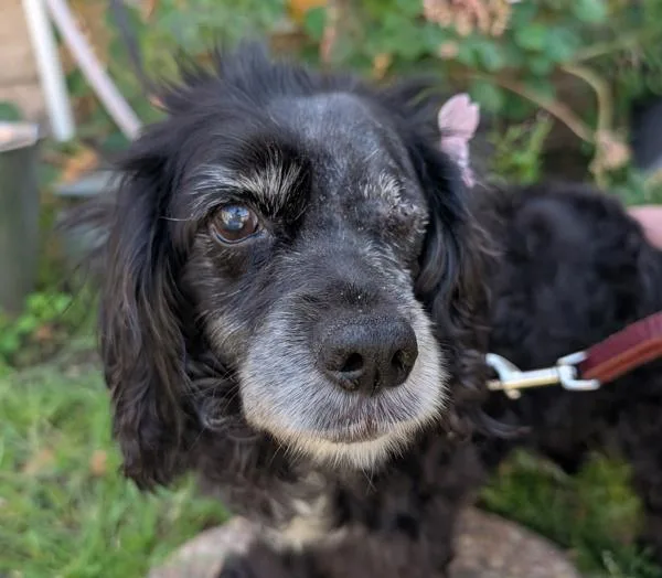 A senior medium-sized female Cocker Spaniel dog named Pantera for adoption in San Diego, CA