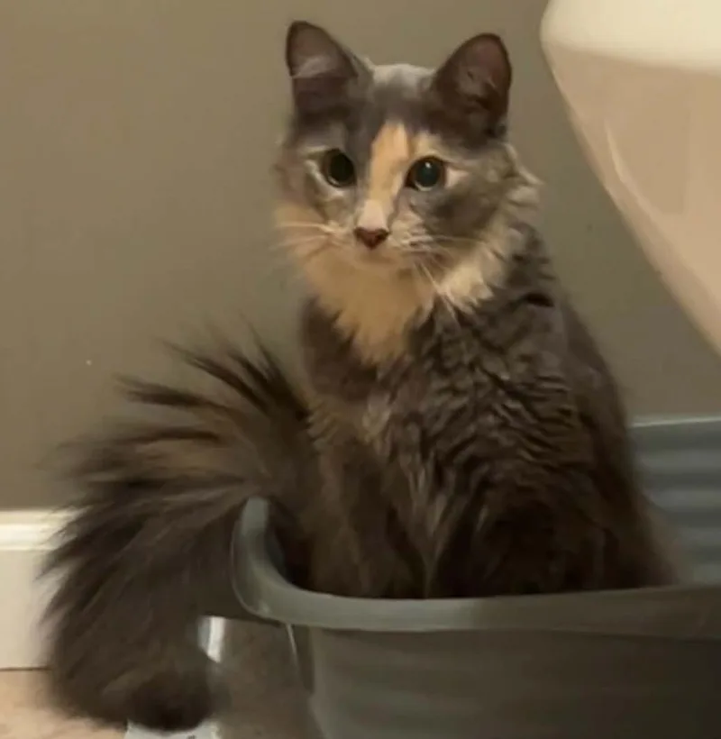 A young medium-sized female Dilute Tortoiseshell cat named Stormy for adoption in Beckley, WV