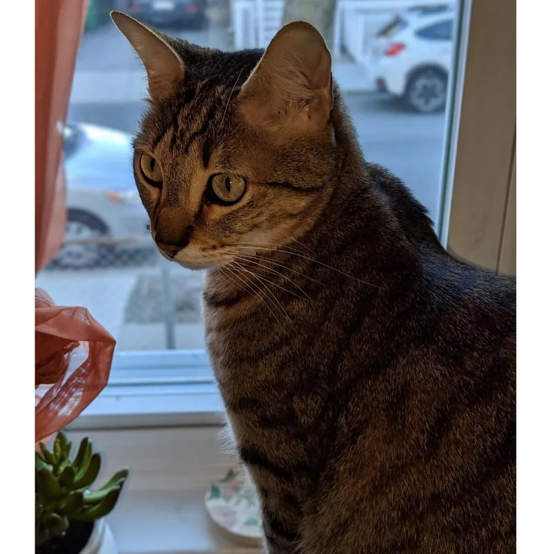 A senior small-sized male Brown / Chocolate Domestic Short Hair cat named Galvan for adoption in Austin, TX