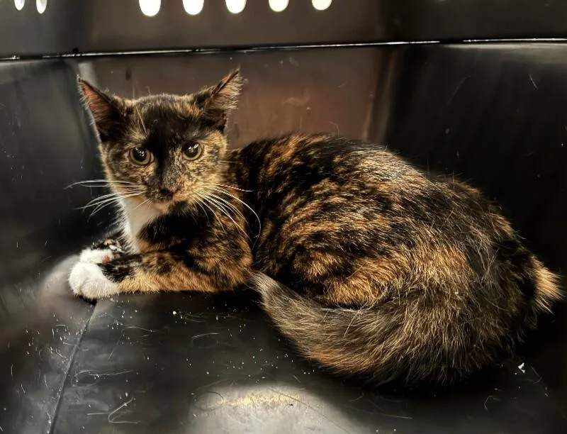 A young small-sized female Tortoiseshell cat named Shyloh for adoption in Cincinnati, OH