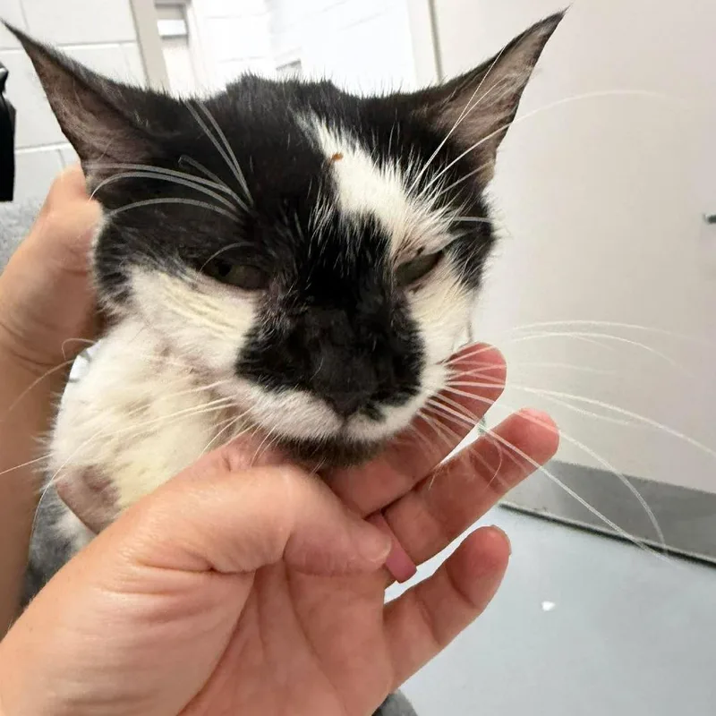 An adult small-sized male Domestic Short Hair cat named Sylvester for adoption in Rocky Mount, VA