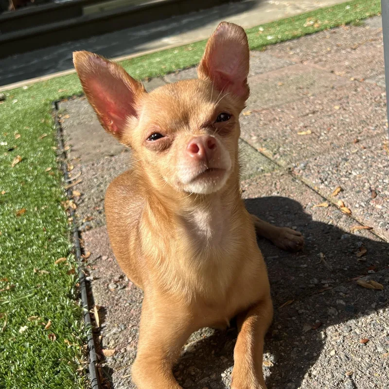 Paco thumbnail 2