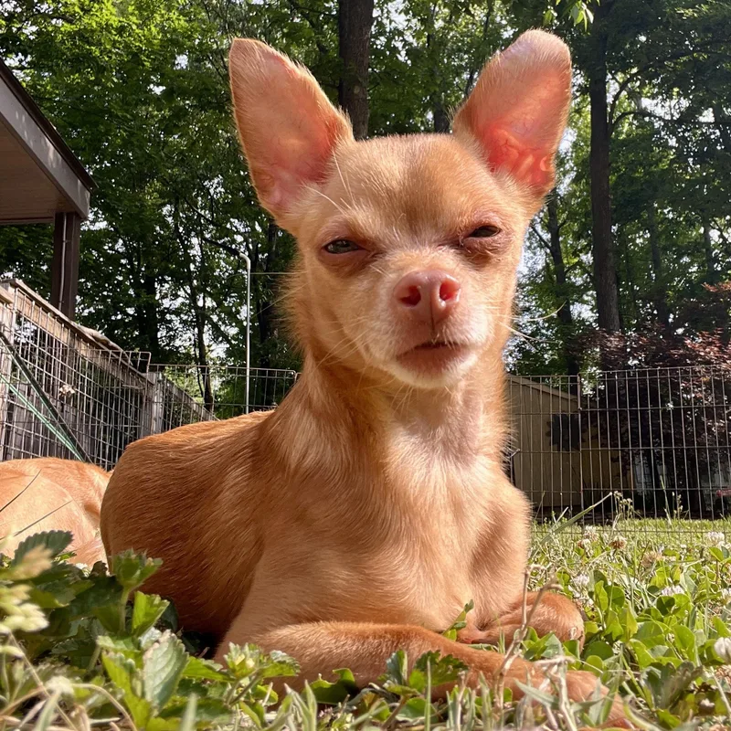 Paco thumbnail 3