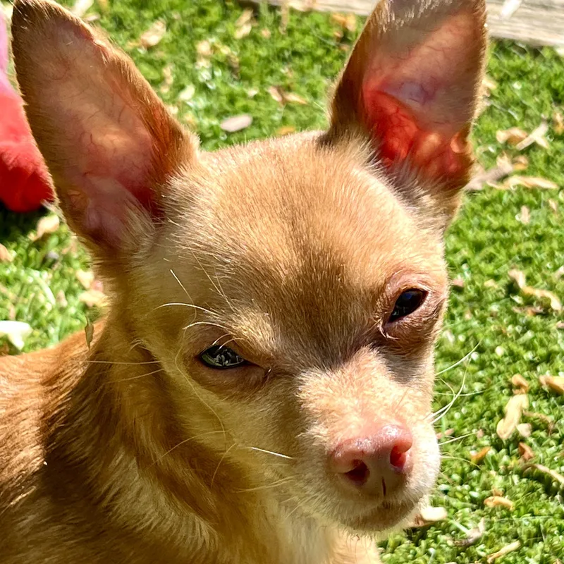 Paco thumbnail 4