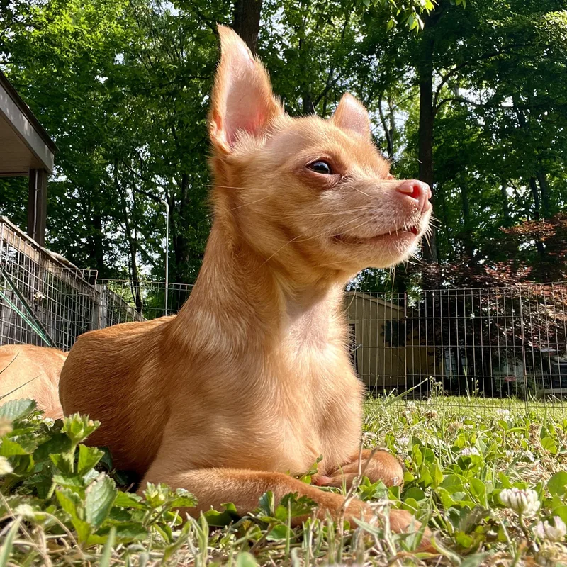 An adult small-sized male Apricot / Beige Chihuahua dog named Paco for adoption in High Point, NC