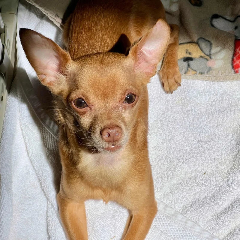 Paco thumbnail 5