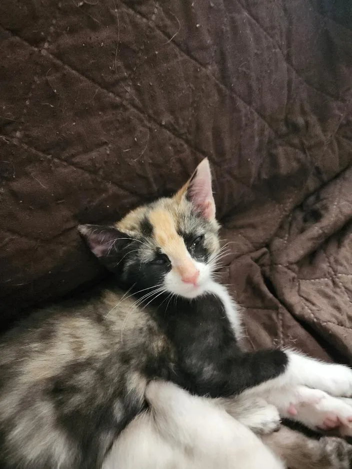 A young small-sized female Calico cat named Pixie for adoption in BEVERLY HILLS, CA
